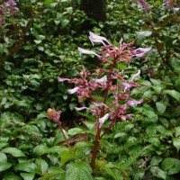 Coleus inflatus Benth.